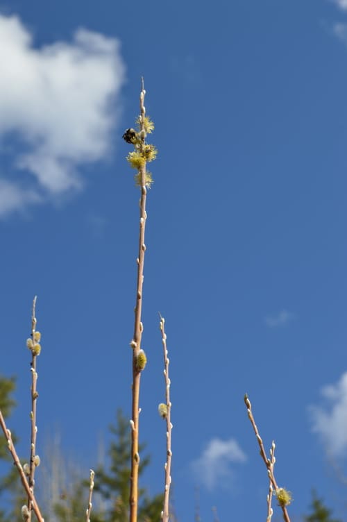 willow blossoms and a bee