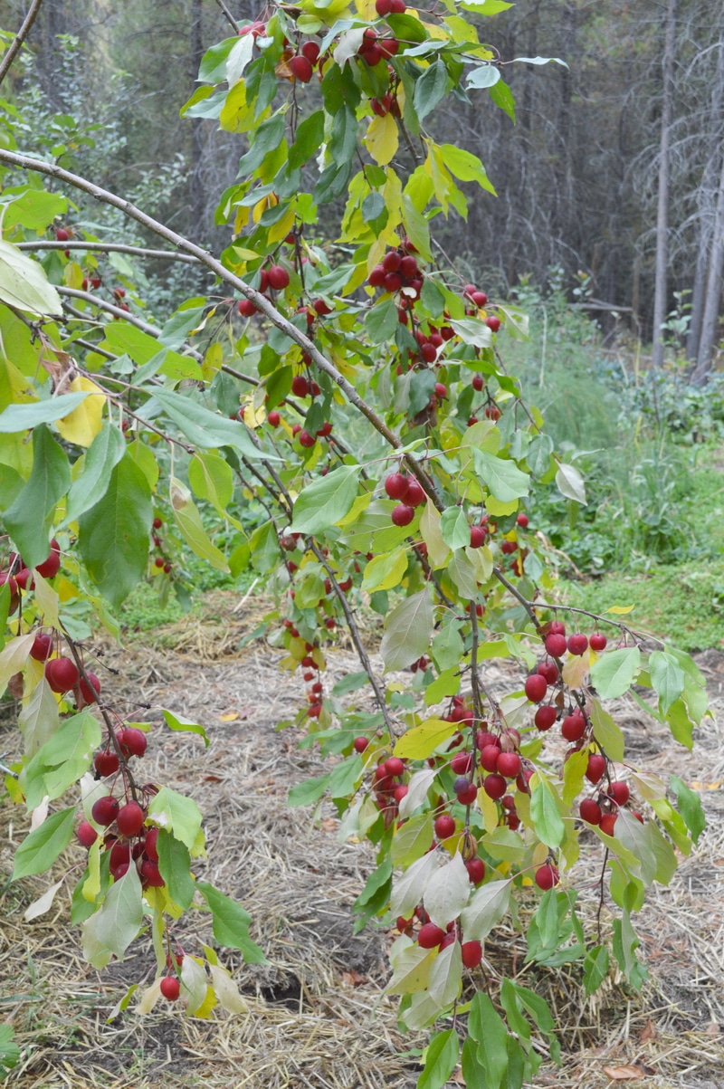 Ripe red crab apples on a branch