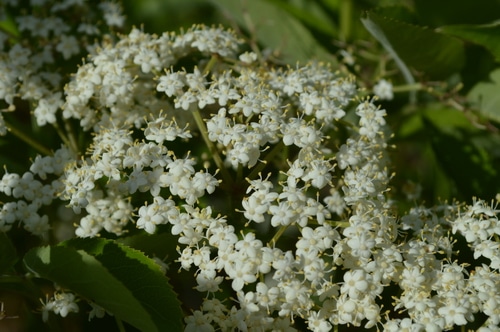 Elder eye cream will improve the look and feel of your hard working eyes, brightening your soul just a little bit, too. Hint: This would make a lovely gift for your Mother (or yourself) on Mother's Day.