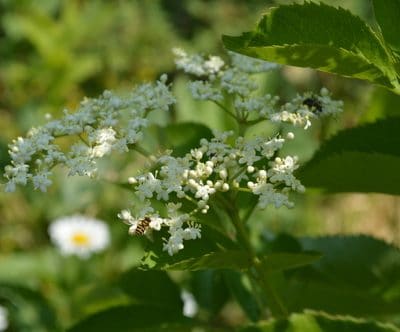 5 Bee Friendly Perennials for Your Zone 3 Garden for Better Biodiversity