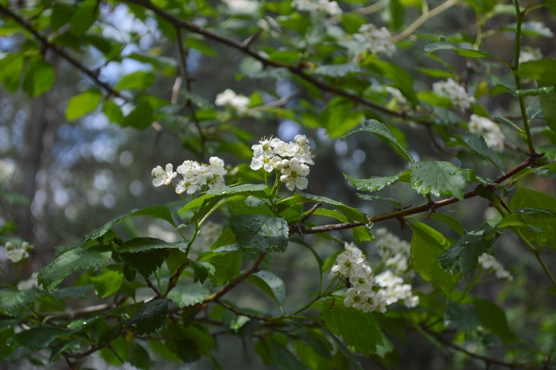 hawthorn blossoms