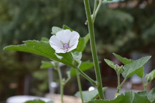 marshmallow blossom