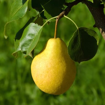 16 Fruit Trees for Zone 3