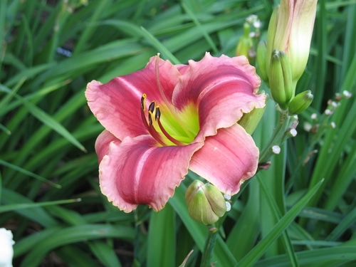 ourtesy of the Missouri Botanical Garden