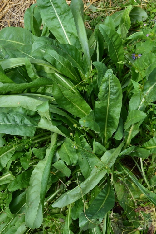 Using these 7 double-duty herbs will give you the three primary colours in your natural dye vat, with cleavers for red, woad for blue, and the 5 other plants for varying shades of yellow.