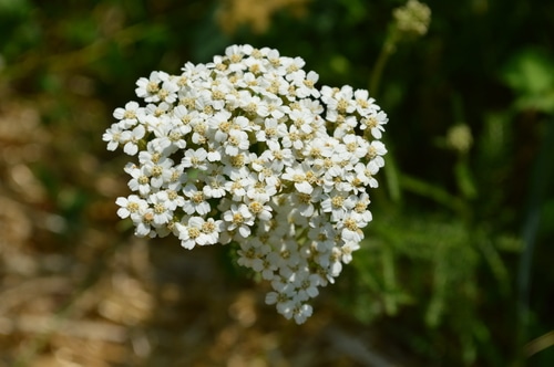 Spending time in the garden can be a rewarding, fun, and productive pastime. It can also sometimes be a real hassle when you suffer from pollen allergies. If your time in the dirt seems to get spoiled by sneezing, watery eyes, and stuffy sinuses, here are five tips the pollen-sensitive gardener can use to fight back.