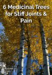 Aspen trees in the fall