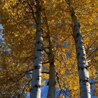 6 Medicinal Trees for Stiff Joints and Pain