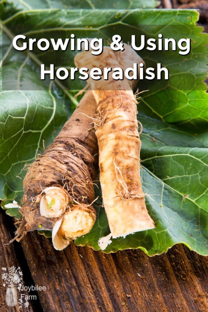 horseradish