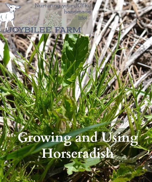 Horseradish