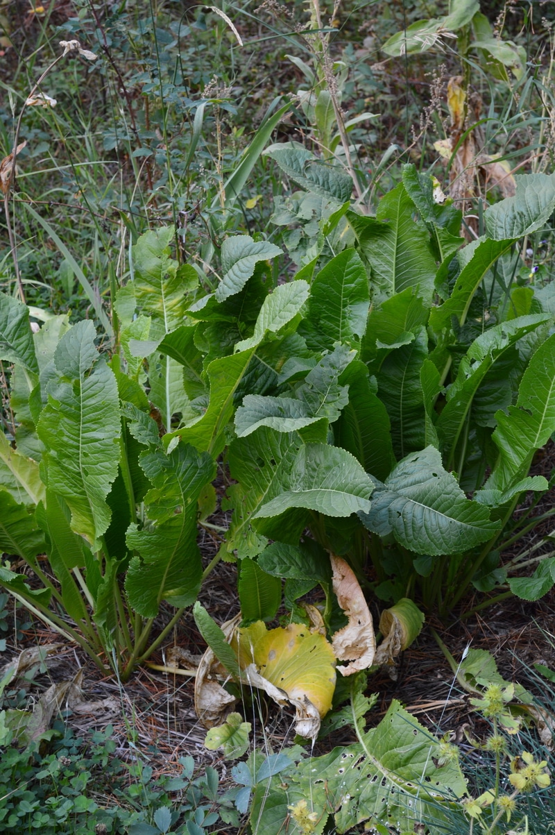 Horseradish