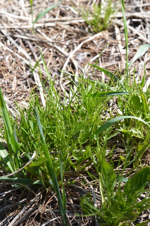 Horseradish spring greens