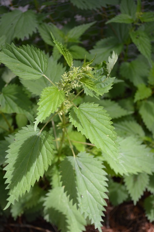 Nettles