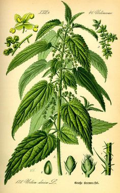 Nettle plant illustration