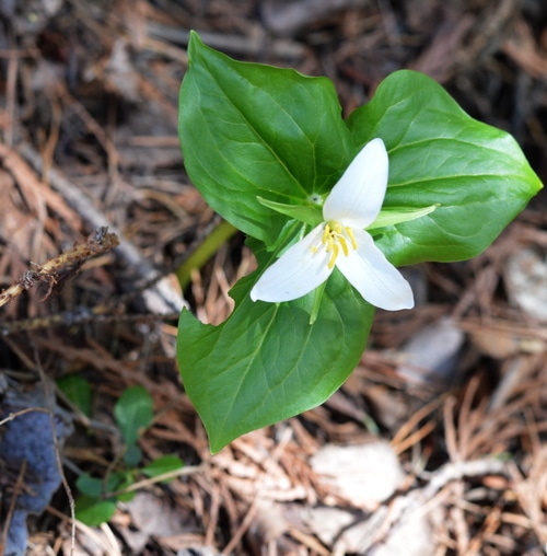 Trillium