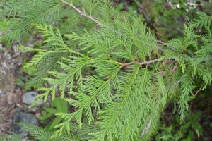 Cedar