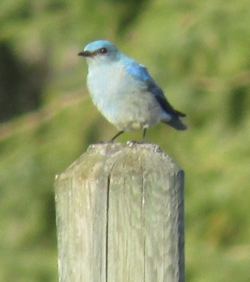 Make a bluebird house from only 1 board