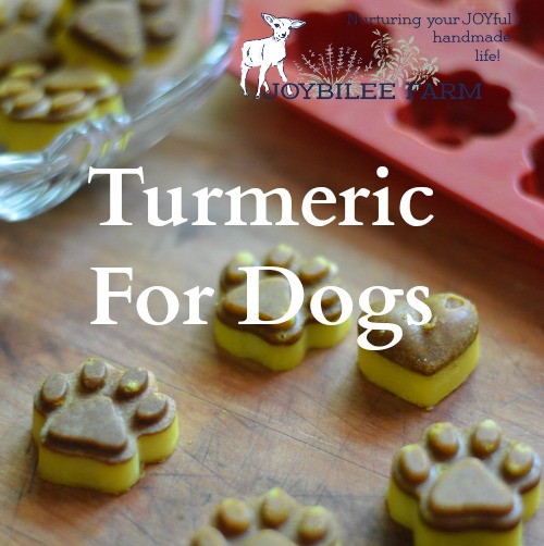 Now I don’t know about you, but I don’t have time to fiddle with pet treats every day. Let’s make it easy so you actually will do this for your dog or cat. These are a make once and serve up daily turmeric chews. They take less than 15 minutes to make, plus an overnight chill period. They offer turmeric for dogs in an easily absorbable way. They are convenient for you. They are therapeutic for both dogs and cats. And they are super inexpensive to make, with only 4 ingredients.
