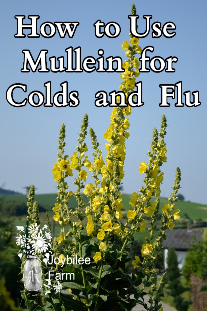 An image of mullein flower stalks