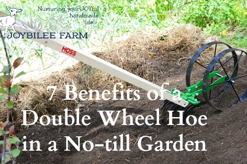 The wheel hoe prepares the rows for planting easily. In a deep mulch system, the mulch is raked aside, exposing the soil, before the wheel hoe passes down the garden bed. In early spring, much of the mulch that was laid down the previous fall is already decomposing, so there is only a light mulch to move aside. I used the cultivator teeth on the double wheel hoe to move the dirt and get the bed ready for planting. Any weeds that had managed to germinate under the thin mulch were nipped off with the cultivator teeth. Then I switched to the right and left plow blades to create a shallow furrow