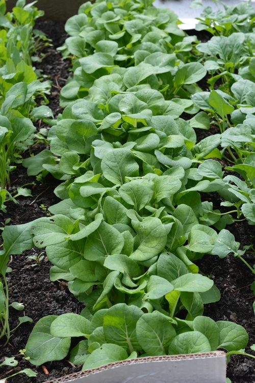 Bok choy