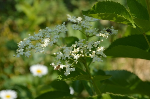 Elderberry flowers with bees