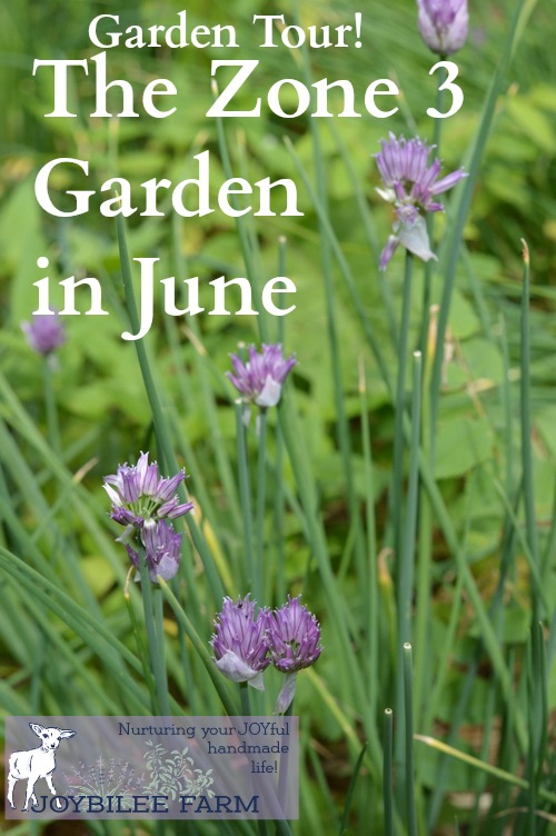 June garden in zone 3 vertical