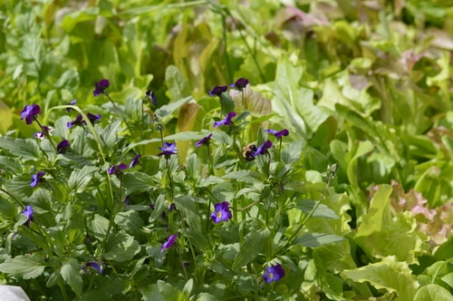 Mesclun