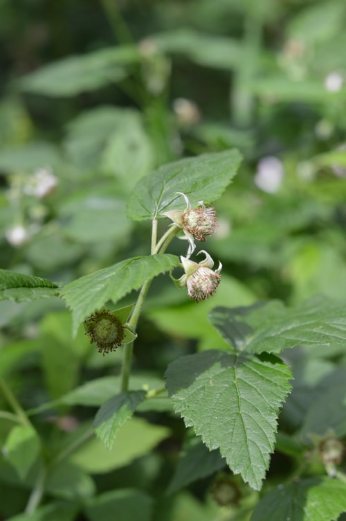 Raspberries