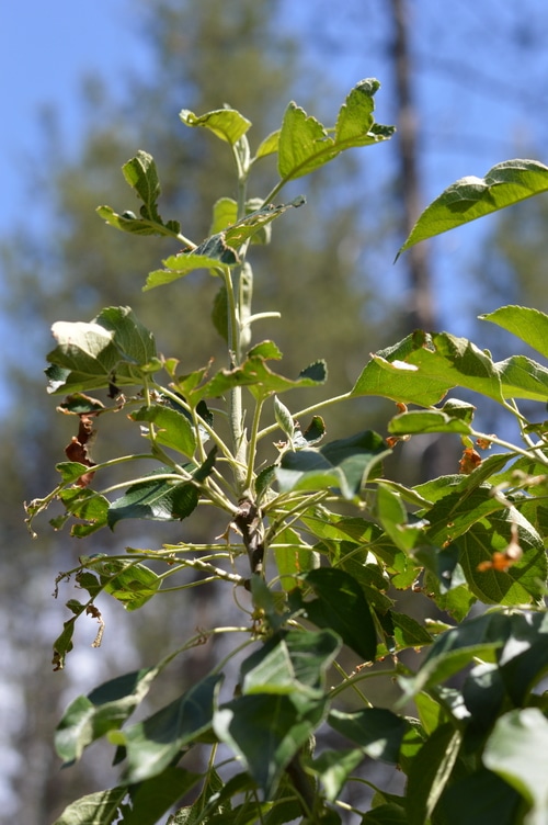 fruit tree leaves