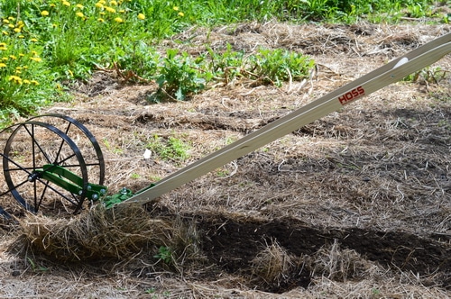 The wheel hoe prepares the rows for planting easily. In a deep mulch system, the mulch is raked aside, exposing the soil, before the wheel hoe passes down the garden bed. In early spring, much of the mulch that was laid down the previous fall is already decomposing, so there is only a light mulch to move aside. I used the cultivator teeth on the double wheel hoe to move the dirt and get the bed ready for planting. Any weeds that had managed to germinate under the thin mulch were nipped off with the cultivator teeth. Then I switched to the right and left plow blades to create a shallow furrow