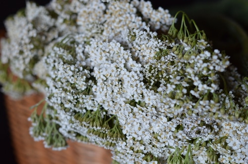 yarrow flowers