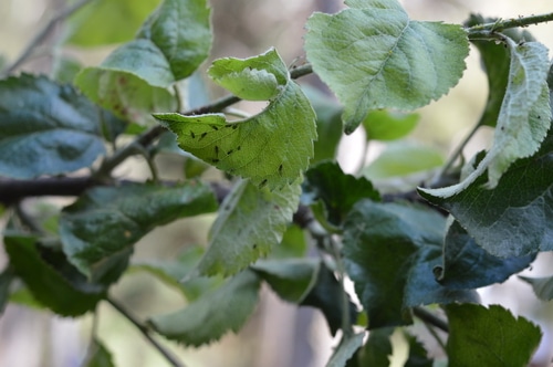 This insecticidal soap spray can be made at home for only a few dollars. It kills garden pests by coating their bodies with oil. Since insects breathe through their skin, it smothers them. Then the oil stays on the leaves making them inhospitable to further predation. But it won’t harm pets or humans. Avoid spraying on fruit shrubs with open flowers and pollinators at work. This can be used on fruit trees, shrubs, canes, and vines. Avoid spraying on the vegetable garden, as the oil will cling to the leaves of your vegetables. It won't harm the vegetables, but it may make them taste funny. For the vegetable garden hand picking and using diatomaceous earth is more effective than a foliar spray. This recipe makes enough to fill a 1 gallon pressurized garden sprayer. This is the pressurized sprayer I have.