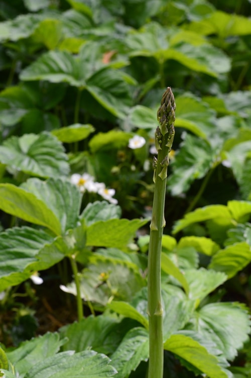 asparagus in strawberries