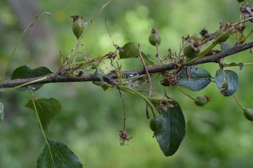 apple tree branch