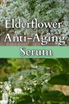 elderflowers