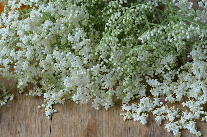 elder flowers