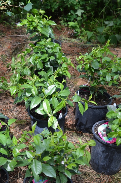 shrub cherries waiting to be transplanted to the edible garden