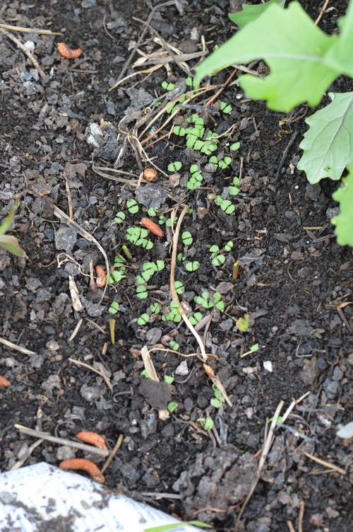 holy basil