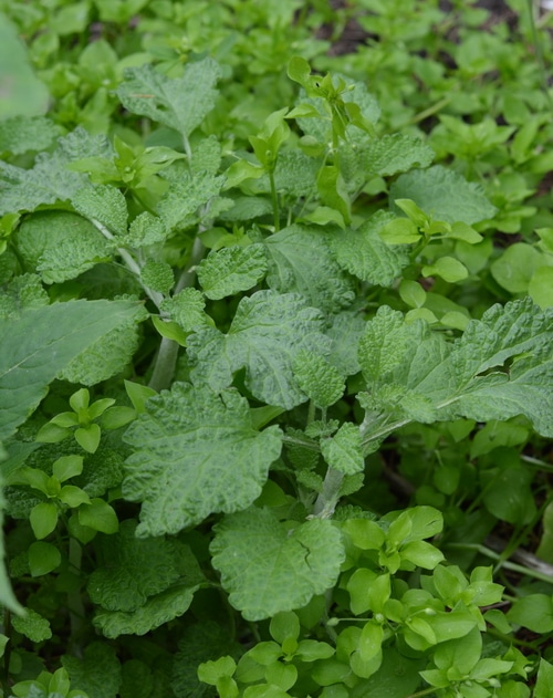horehound