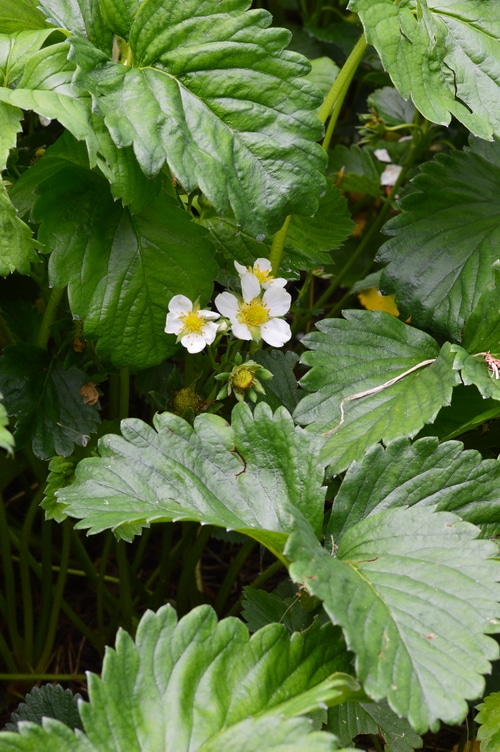 strawberries in bloom