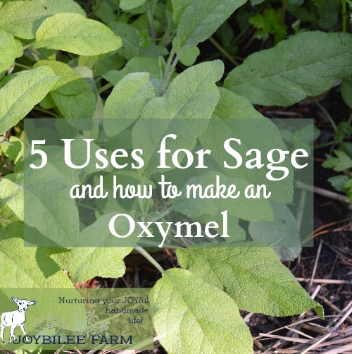 Sage herb is a rock star when it comes to fighting colds, flu, fevers, and coughs. Sage’s botanical name “Salvia” means “to feel well and healthy, health, heal.” It comes from the Latin “salus” meaning “health, well-being, prosperity or salvation”. “Officinalis” means that this particular herb has had a recognized herbal or medicinal use for centuries.