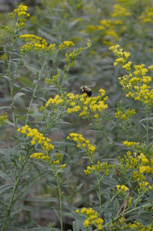 Maximize the herb harvest with these tips.