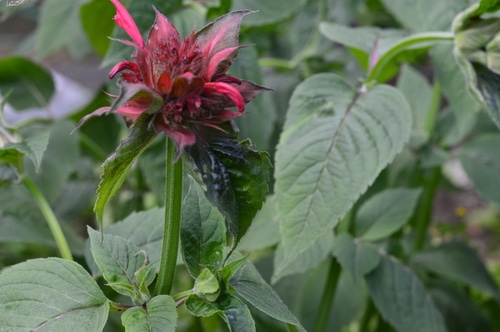 Mondarda Red Bee Balm