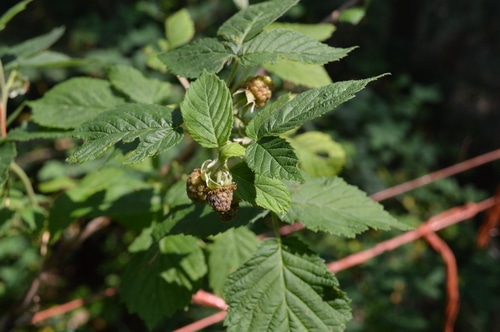 Raspberry plant