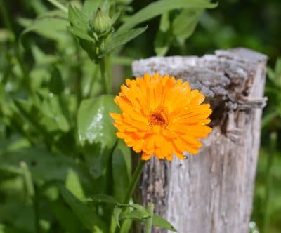 Companion Planting with Herbs to Increase Biodiversity and Improve Yields