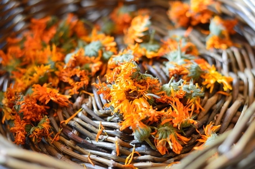 Many fresh garden herbs need to be dried to keep the active constituents potent. The way they are dried has a bearing on the potency of the herb and how long the herb will last in storage. Herbs should retain their colour and their fragrance in storage. Generally dried herbs can be stored for one to two years without loss of potency. Herbs that have lost their fragrance or have faded colour are no longer as potent, and should be replaced with fresh stock.