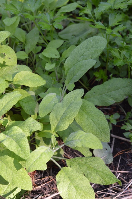 Sage herb is a rock star when it comes to fighting colds, flu, fevers, and coughs.Sage’s botanical name “Salvia” means “to feel well and healthy, health, heal.” It comes from the Latin “salus” meaning “health, well-being, prosperity or salvation”. “Officinalis” means that this particular herb has had a recognized herbal or medicinal use for centuries.