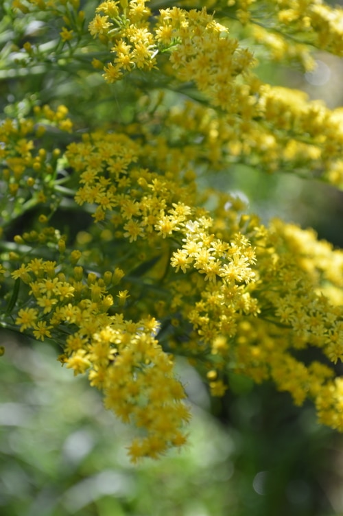 golden rod pic
