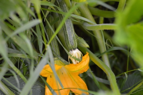 zucchini finally